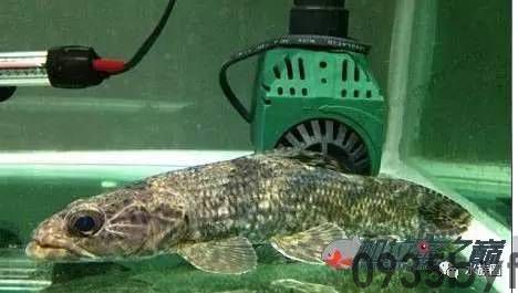 脚气有哪些治疗方法