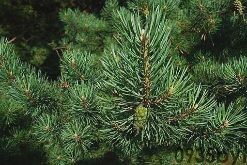 奇异的一味药除百病的神药——松针(图1)