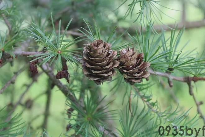 奇异的一味药除百病的神药——松针(图7)