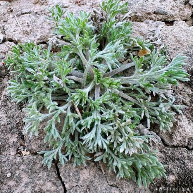 茵陈的成效与食用办法